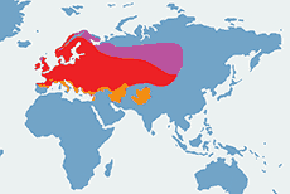 Trznadel – mapa występowania na świecie