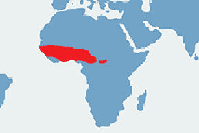 Turak fioletowy – mapa występowania na świecie