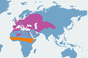 Turkawka (zwyczajna) - mapa występowania na świecie