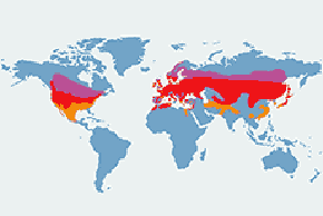 Uszatka (zwyczajna) - mapa występowania na świecie
