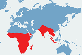 Wikłacz pomarańczowy - mapa występowania na świecie