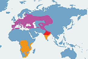 Wilga (zwyczajna) - mapa występowania na świecie