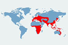 Wilga (zwyczajna) - mapa występowania na świecie