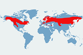 Włochatka (zwyczajna) - mapa występowania na świecie