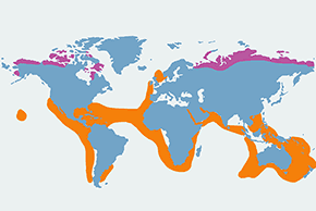 Wydrzyk tęposterny - mapa występowania na świecie