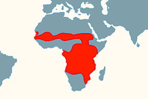 Żabiru afrykański – mapa występowania na świecie
