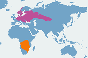 Zaganiacz (zwyczajny) - mapa występowania na świecie