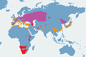 Zausznik - mapa występowania na świecie