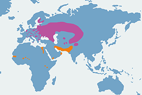 Zielonka - mapa występowania na świecie
