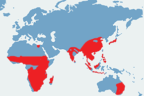 Złotosłonka bengalska – mapa występowania na świecie