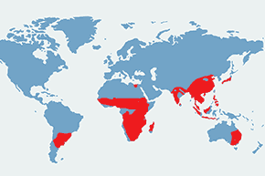 Złotosłonka bengalska - mapa występowania na świecie