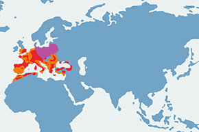 Zniczek - mapa występowania na świecie