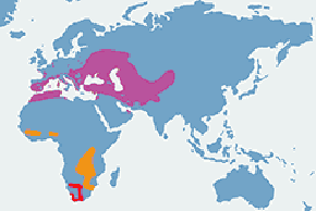 Żołna (zwyczajna) – mapa występowania na świecie