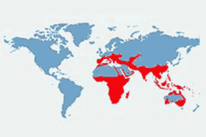Żołny - mapa występowania na świecie