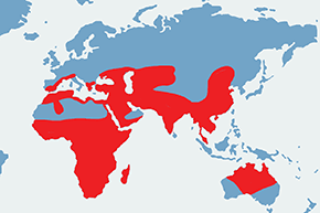 Żwirowiec łąkowy - mapa występowania na świecie
