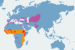 Żwirowiec łąkowy - mapa występowania na świecie