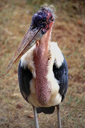 Marabut afrykański (Leptoptilos crumenifer)