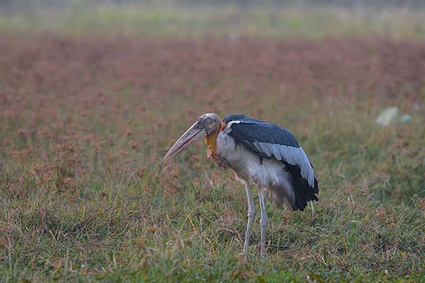 Marabut indyjski (Leptoptilos dubius)