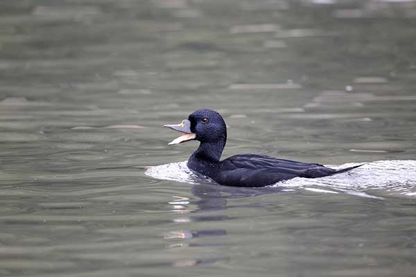 Markaczka (Melanitta nigra)