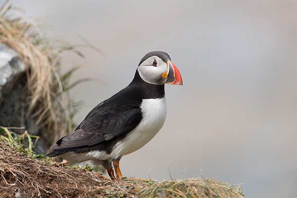 Maskonur zwyczajny, maskonur (Fratercula arctica)