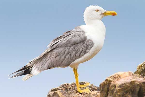 Mewa białogłowa (Larus cachinnans)