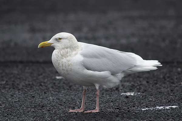 Mewa blada (Larus hyperboreus)