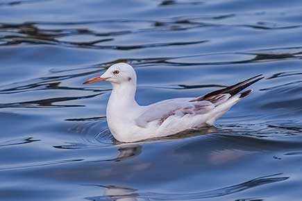 Mewa cienkodzioba (Chroicocephalus genei)