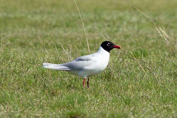 Mewa czarnogłowa (Ichthyaetus melanocephalus)