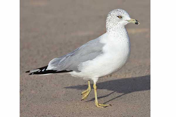 Mewa delawarska (Larus delawarensis)