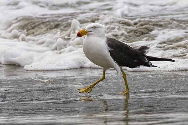 Mewa grubodzioba (Larus pacificus)