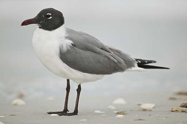 Mewa karaibska (Leucophaeus atricilla)