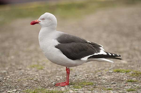 Mewa magellańska (Leucophaeus scoresbii)