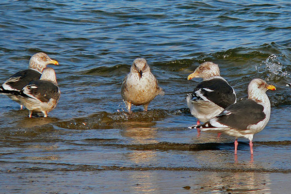 Mewa ochocka (Larus schistisagus)