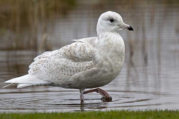 Mewa polarna (Larus glaucoides)