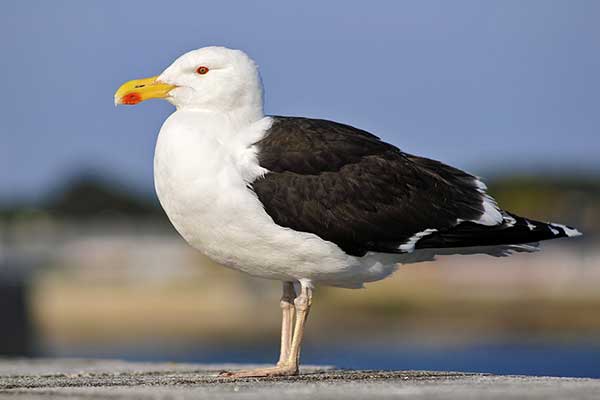 Mewa siodłata (Larus marinus)