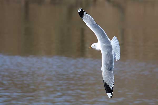 Mewa siwa, mewa pospolita (Larus canus)