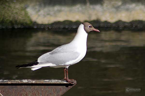 Mewa śmieszka (Chroicocephalus ridibundus)