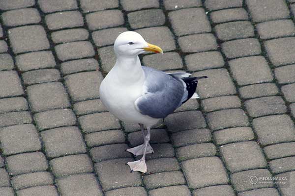 Mewa srebrzysta (Larus argentatus)