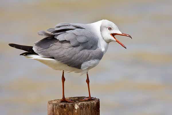 Mewa szarogłowa (Chroicocephalus cirrocephalus)