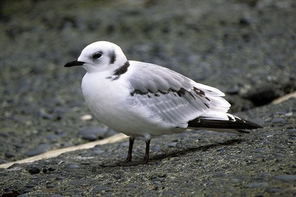 Mewa trójpalczasta (Rissa tridactyla)