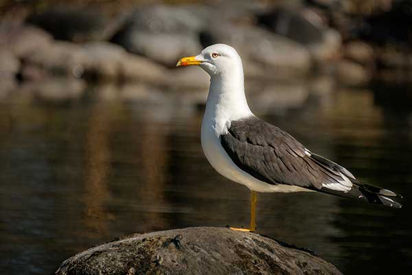 Mewa żółtonoga (Larus fuscus)