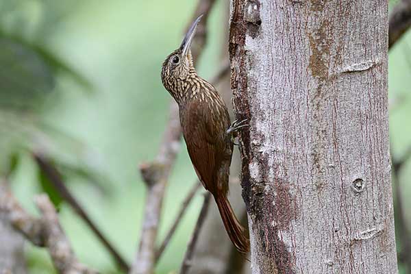 Mieczonos namorzynowy (Xiphorhynchus susurrans)