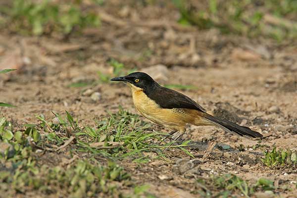 Mimik (Donacobius atricapilla)