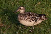 Samica Cyranka