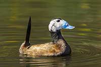 Anatidae