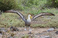 Albatros galapagoski
