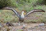 Albatrosy