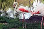 Czerwonaki, flamingi
