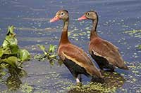 Drzewica czarnobrzucha