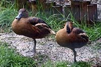 Drzewica dwubarwna